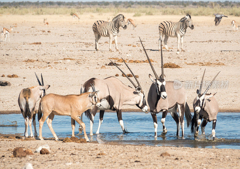 纳米比亚埃托沙国家公园Ozonjuitji M'Bari水潭的Gemsbok。